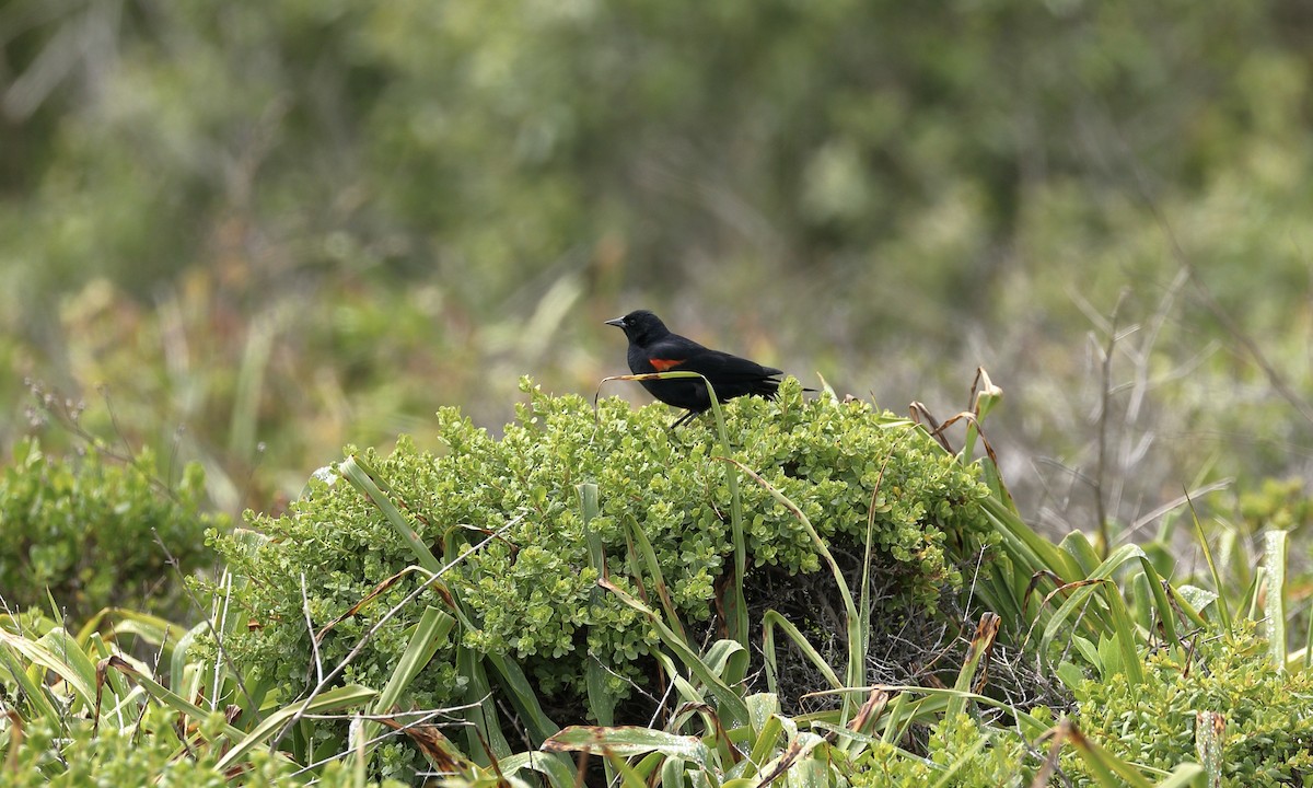 Red-winged Blackbird - Hampus Sandberg