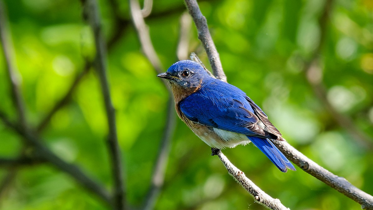 Eastern Bluebird - ML619603354