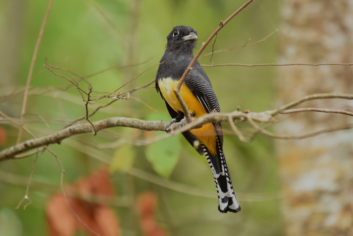 Gartered Trogon - ML619603358