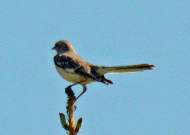 Northern Mockingbird - Michael J Good