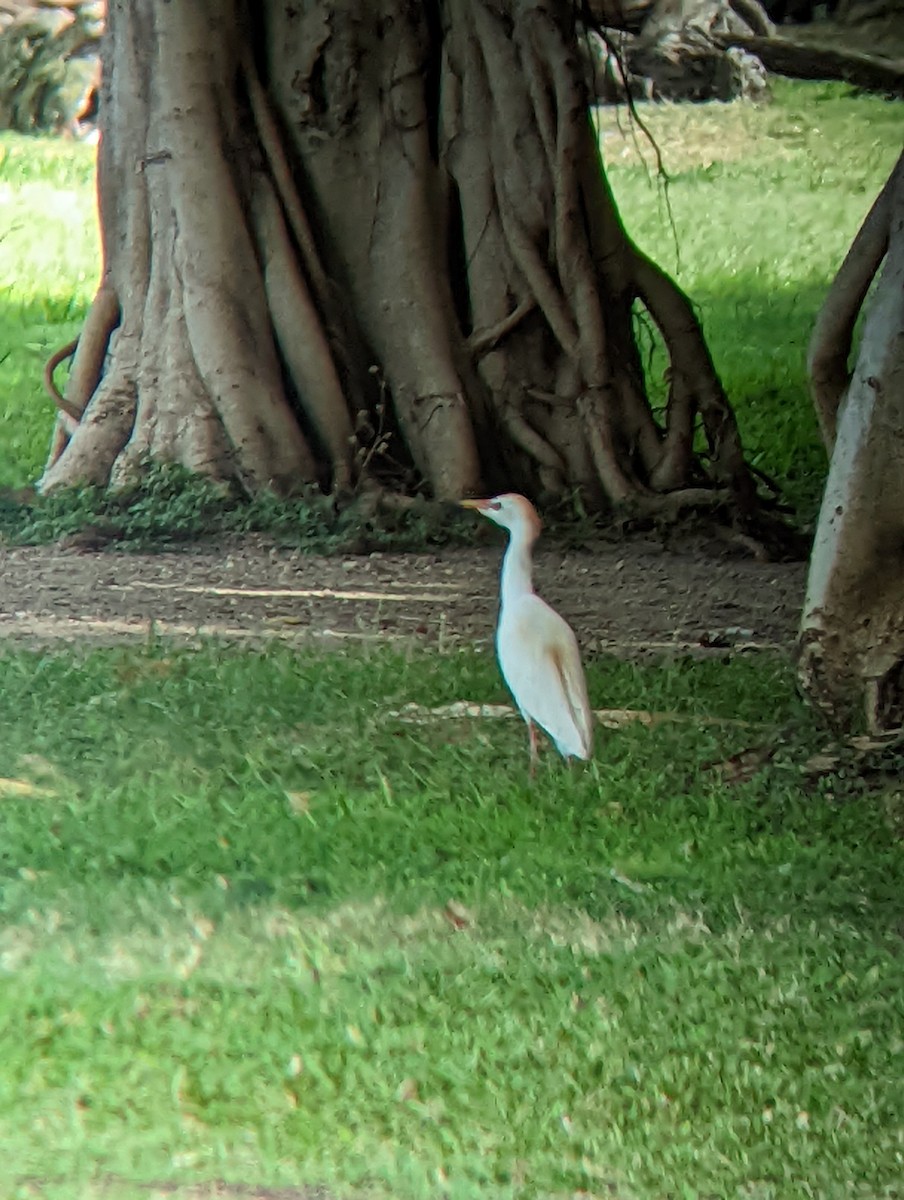 Western Cattle Egret - Jack N