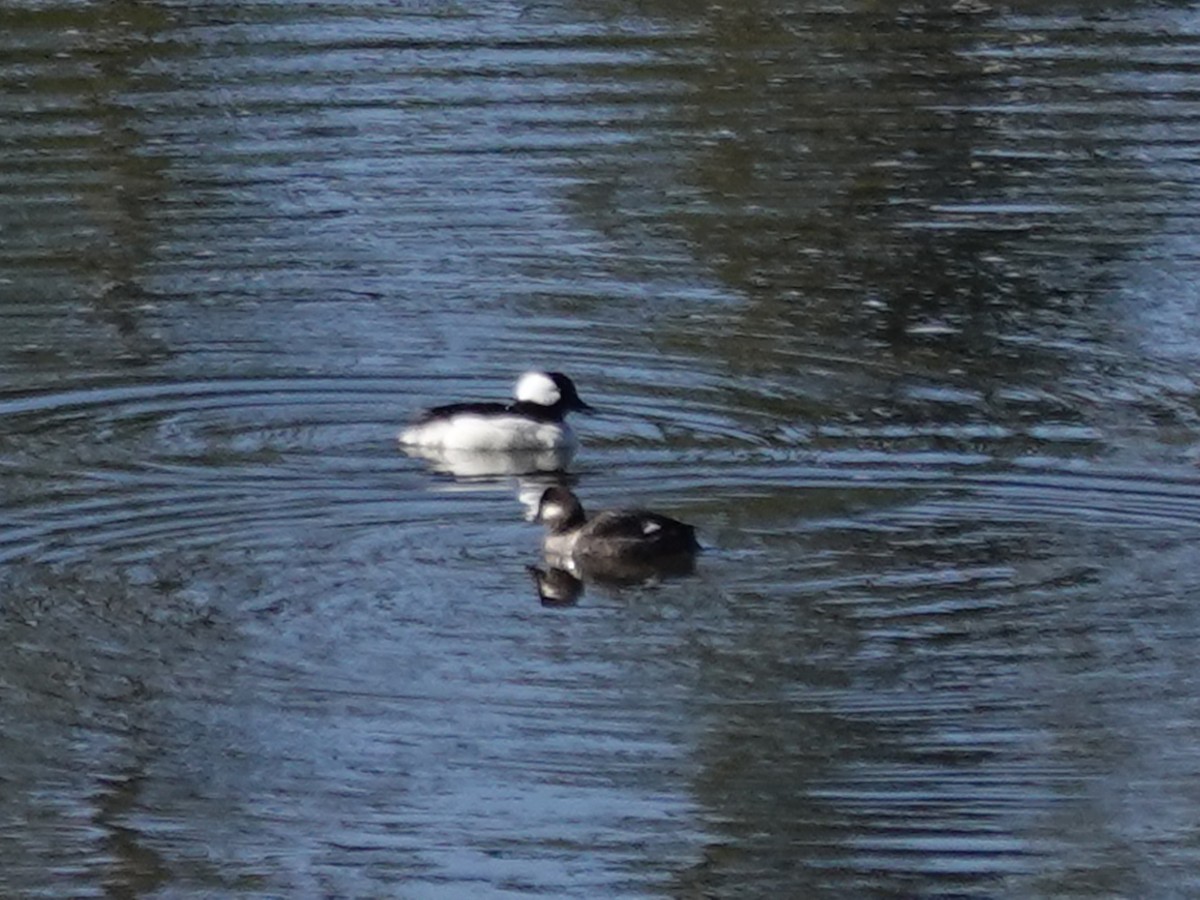 Bufflehead - Barry Reed