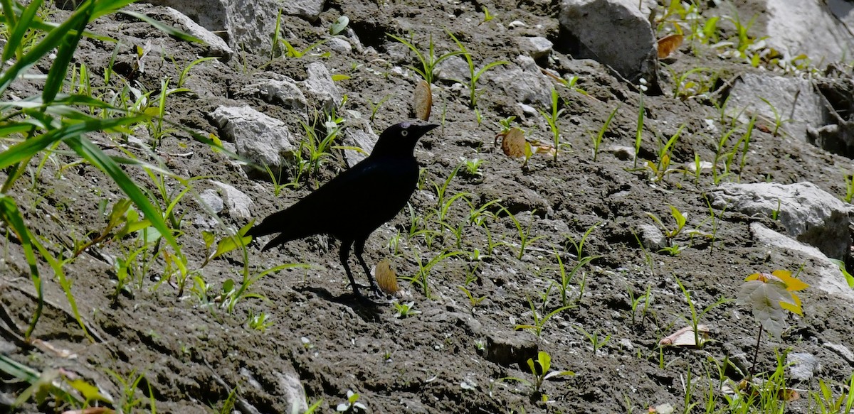 Brewer's Blackbird - Elke Davis