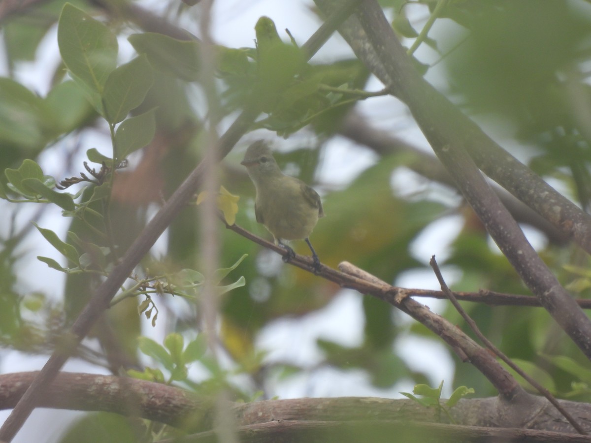 Pale-tipped Tyrannulet - Leandro Niebles Puello