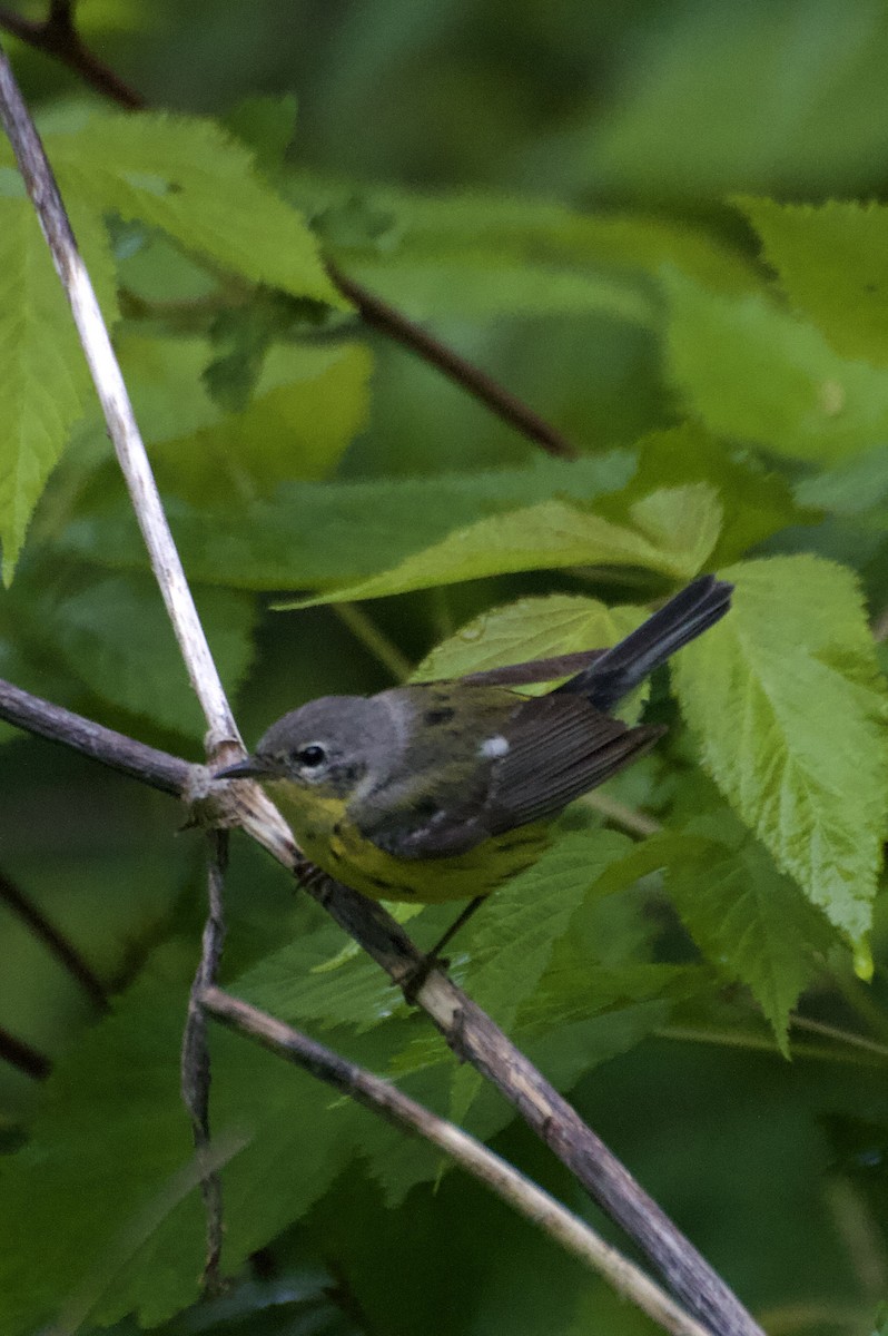 Magnolia Warbler - ML619603372