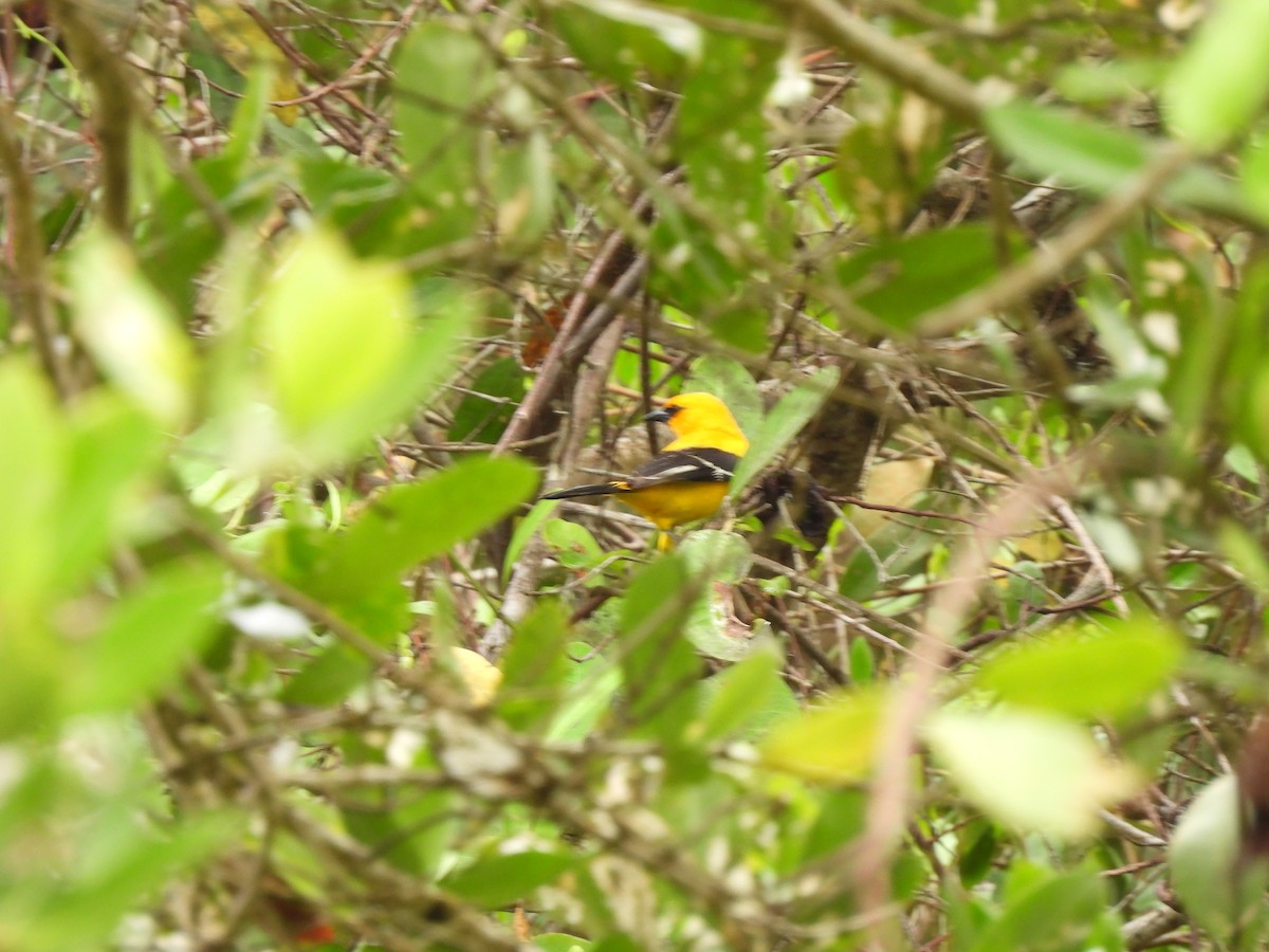 Yellow Oriole - Leandro Niebles Puello