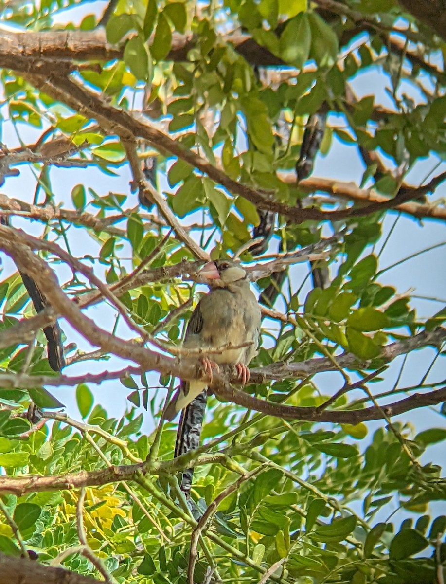 Java Sparrow - ML619603381