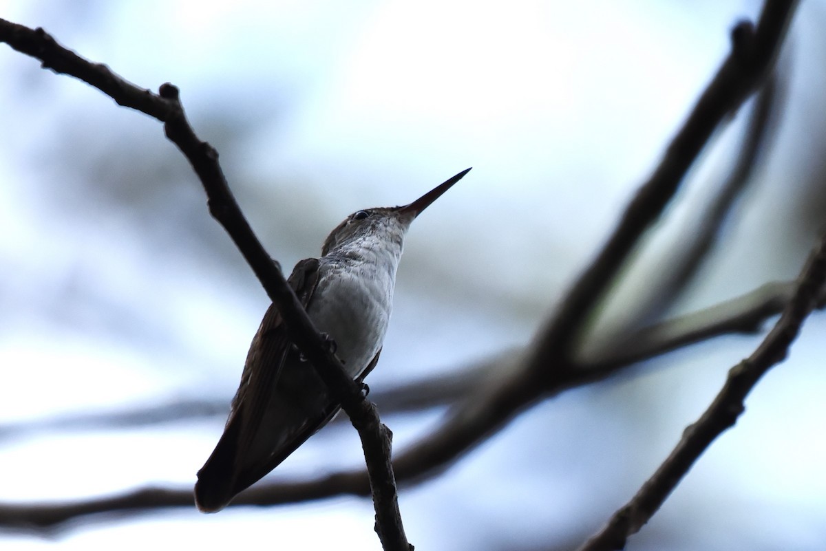 White-bellied Emerald - ML619603383