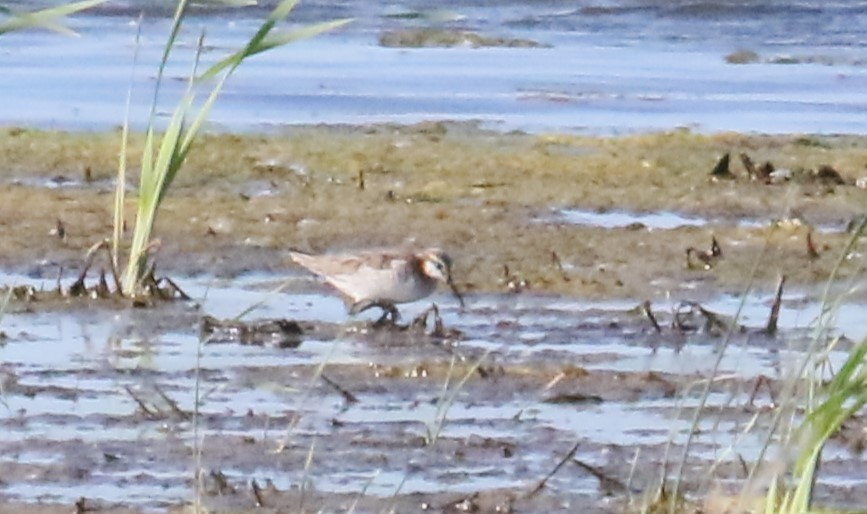 Wilson's Phalarope - James Kerner