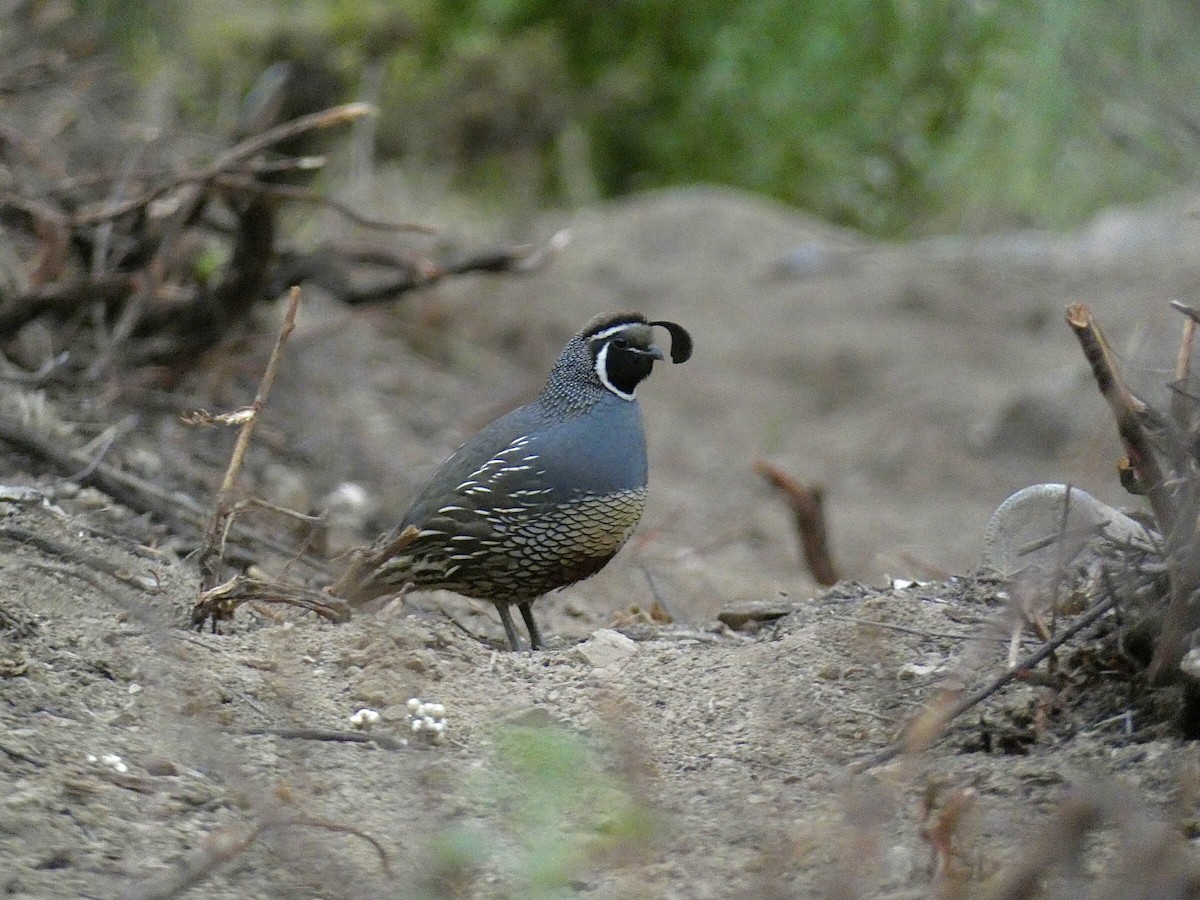 California Quail - Reeve Cowne