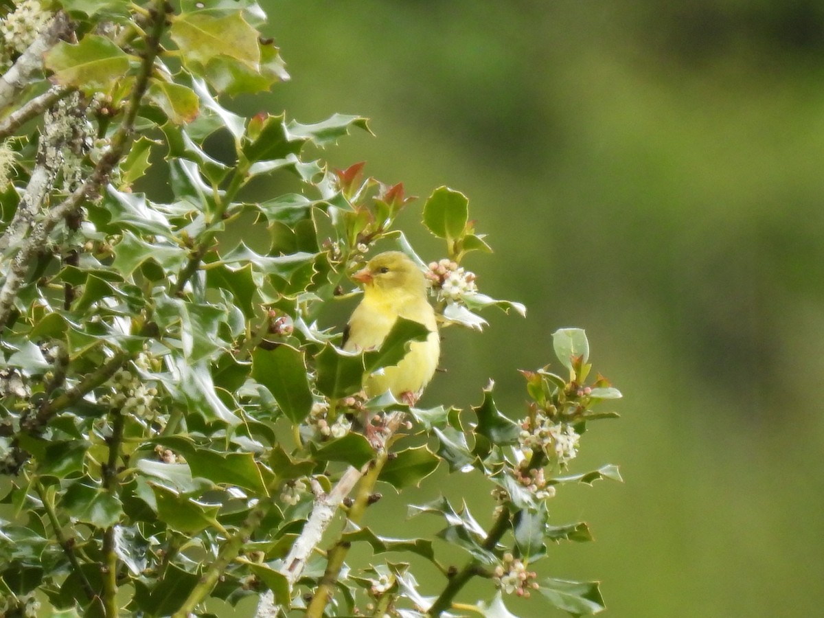 American Goldfinch - Tina Toth