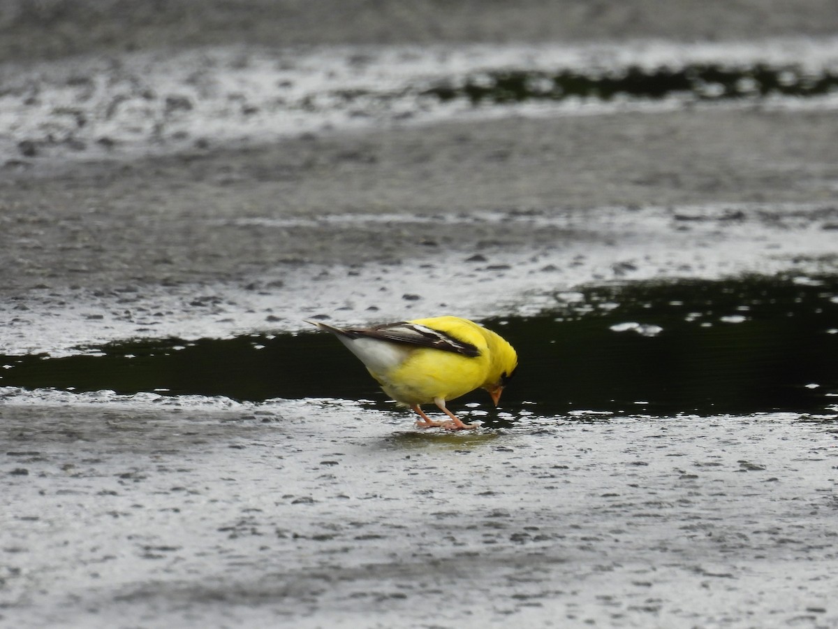 American Goldfinch - Tina Toth