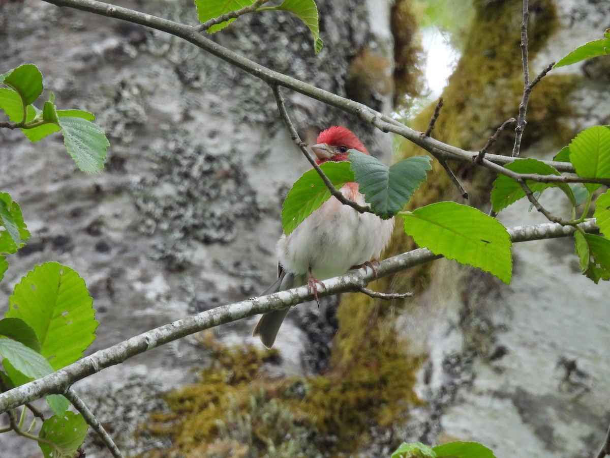 Purple Finch - Tina Toth