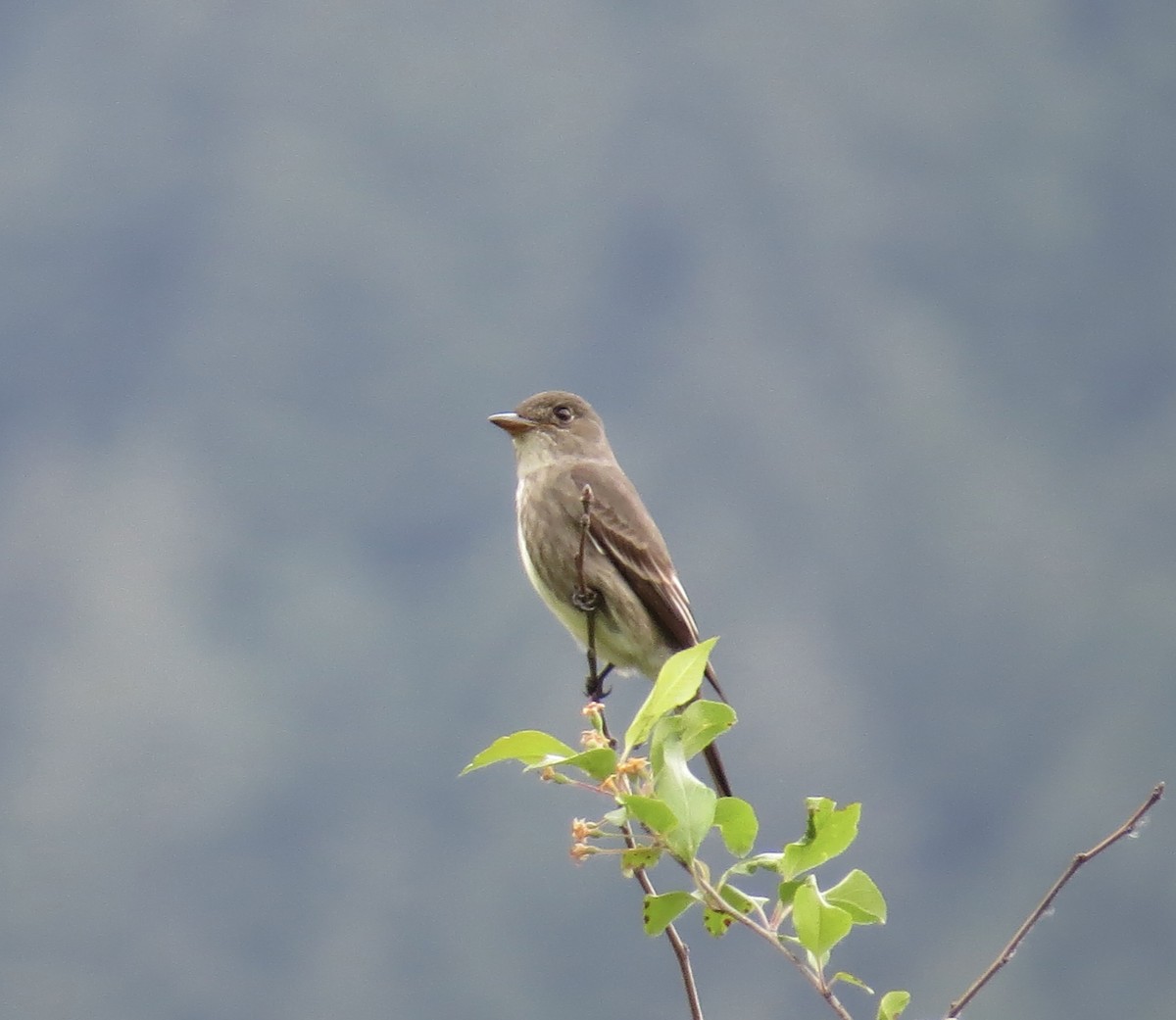 Olive-sided Flycatcher - Hilary Maguire