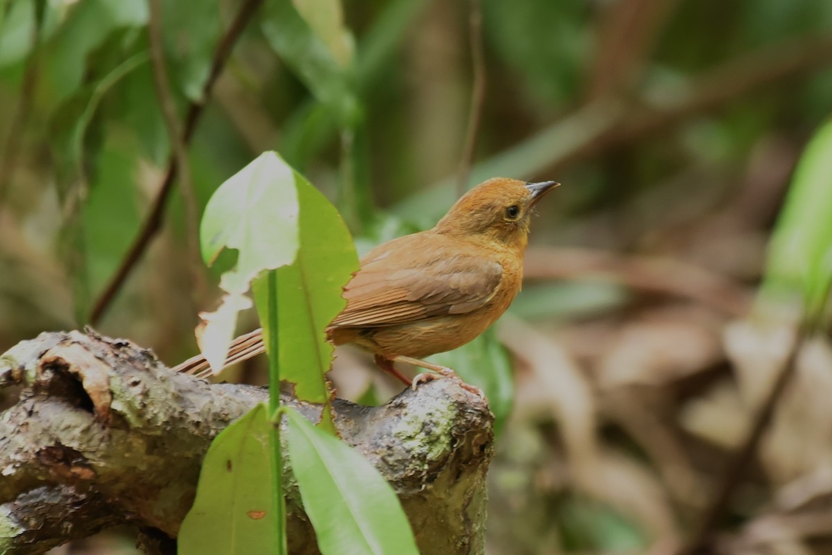 Red-throated Ant-Tanager - Bruce Mast