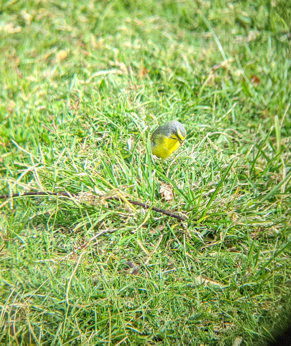 Yellow-fronted Canary - ML619603410