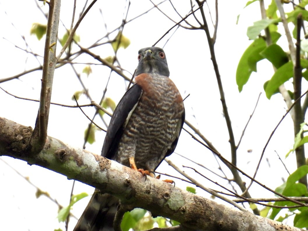 Double-toothed Kite - ML619603412