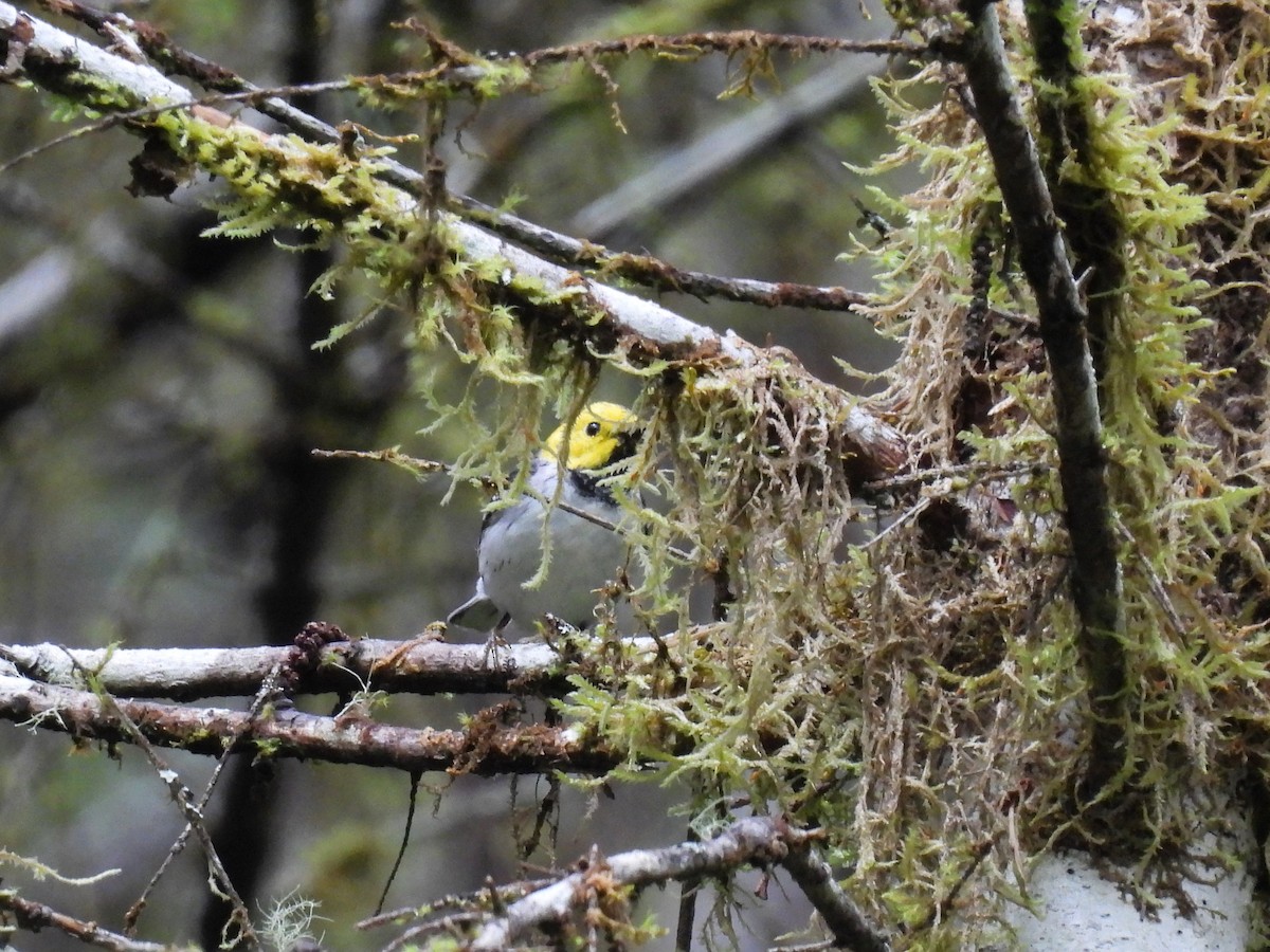 Hermit Warbler - Tina Toth