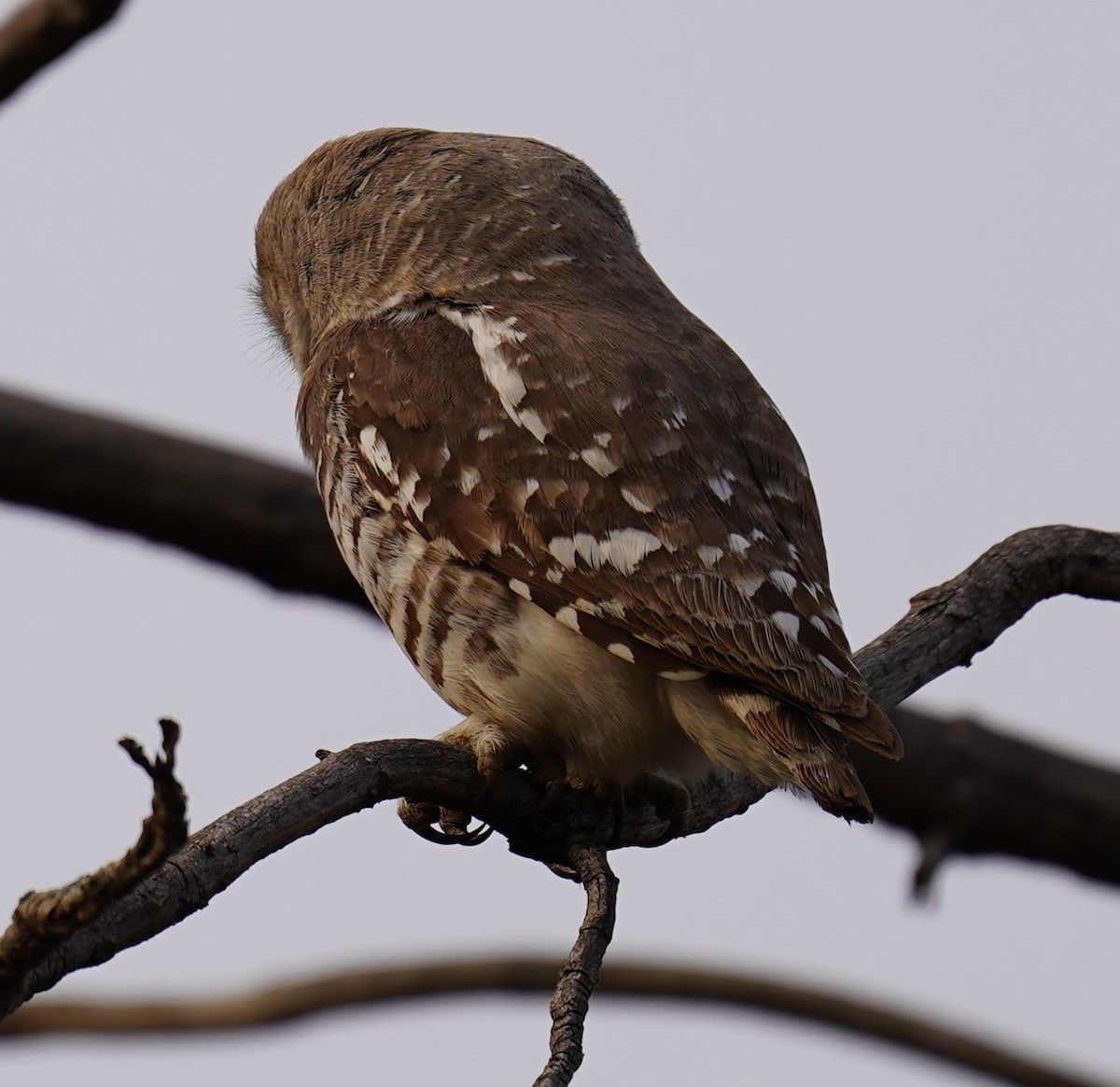 Forest Owlet - ML619603416