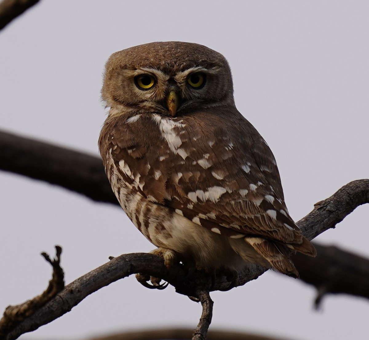 Forest Owlet - ML619603417