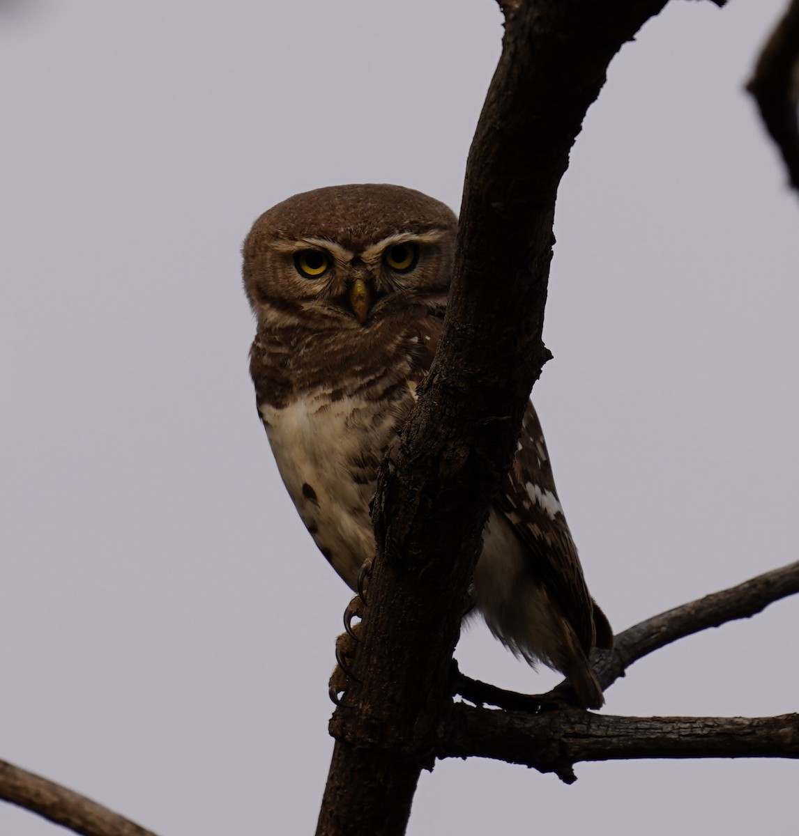 Forest Owlet - ML619603418