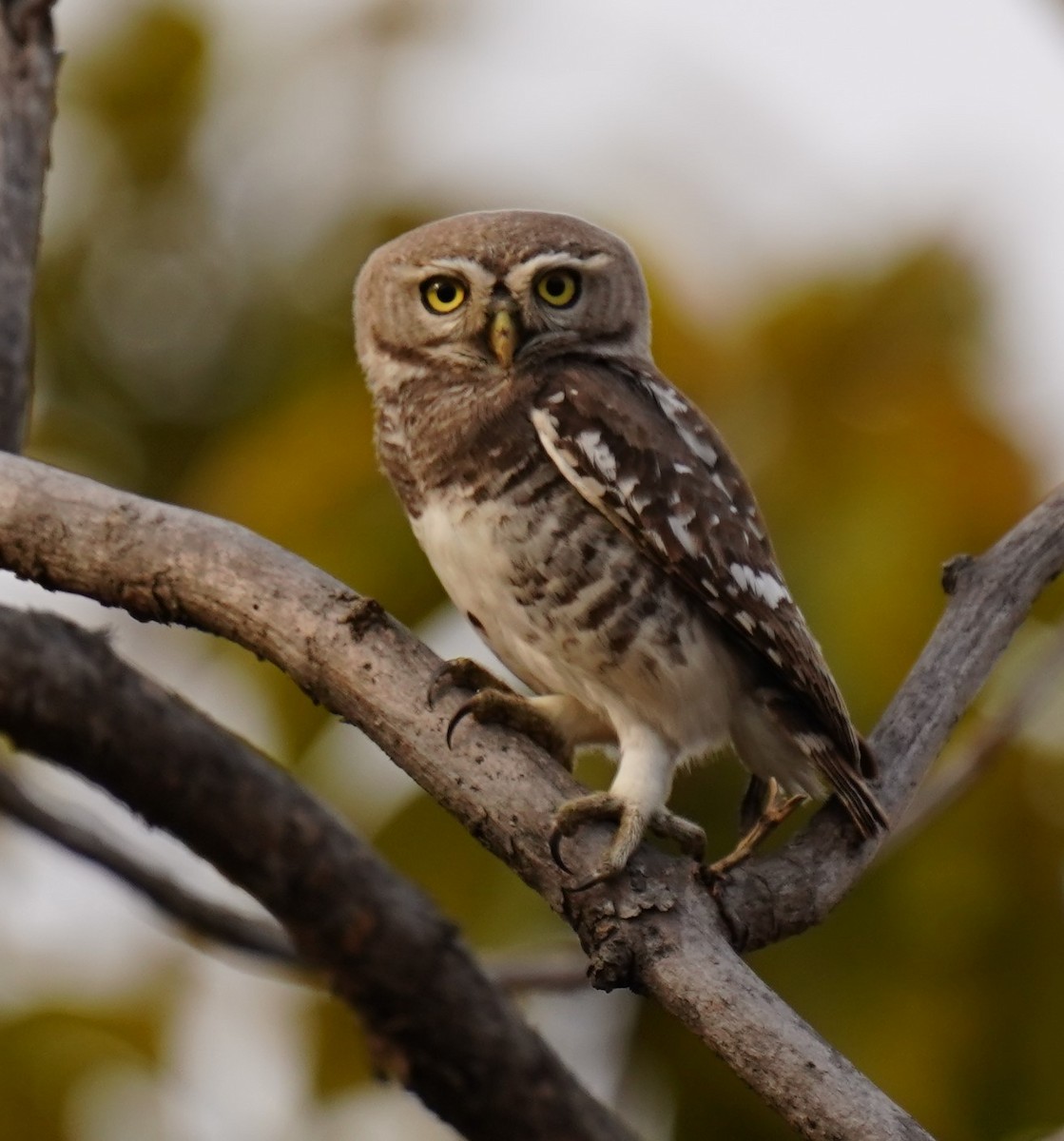 Forest Owlet - ML619603419