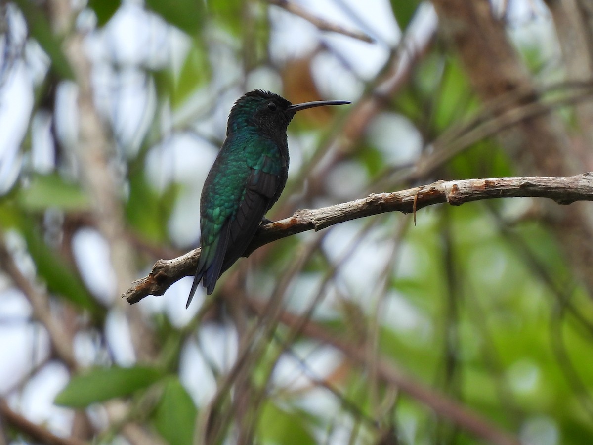 Colibrí de Goudot - ML619603423