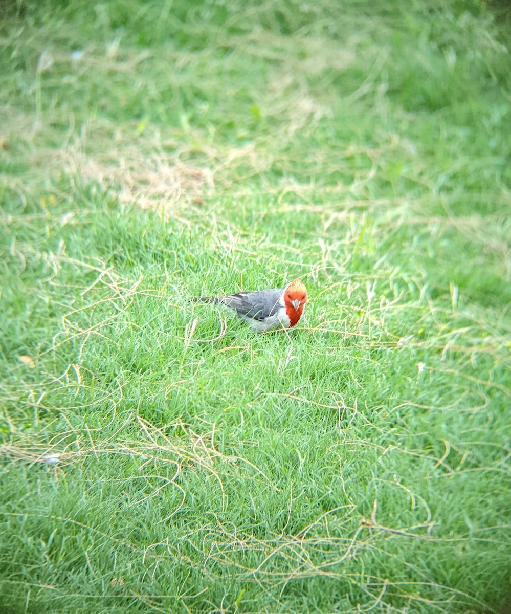 Red-crested Cardinal - Jack N