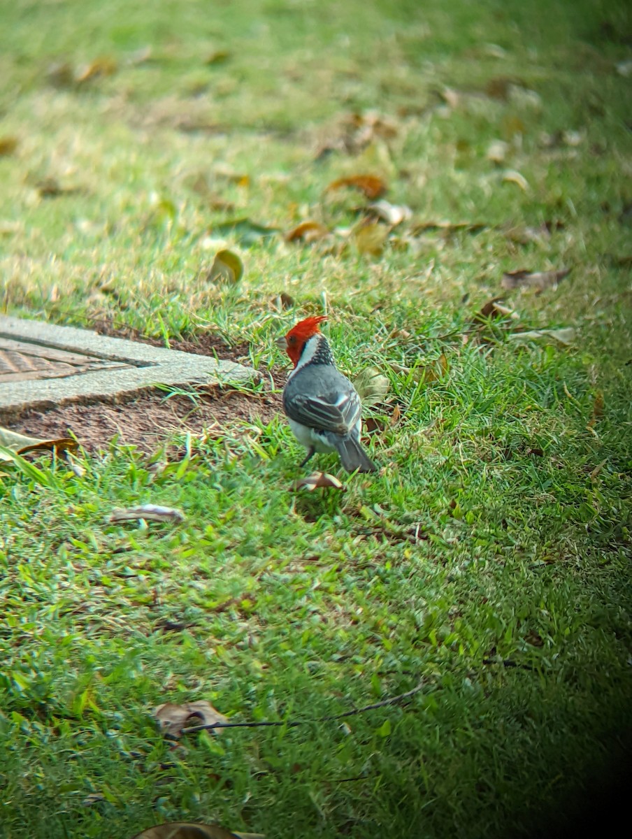 Red-crested Cardinal - Jack N