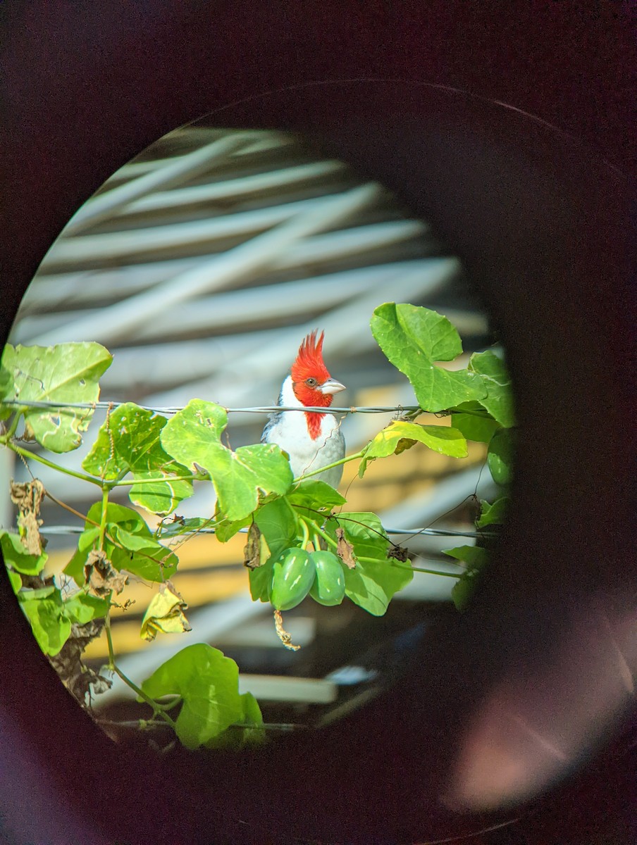 Red-crested Cardinal - Jack N