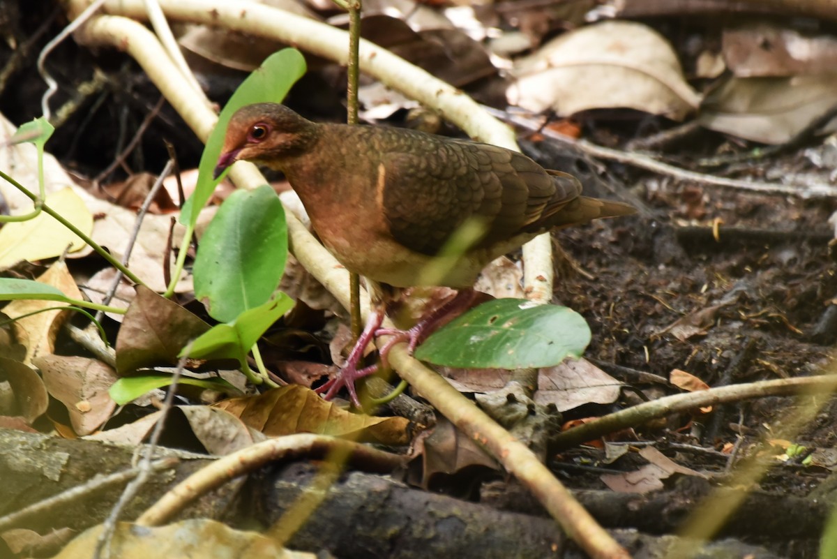 Ruddy Quail-Dove - ML619603431