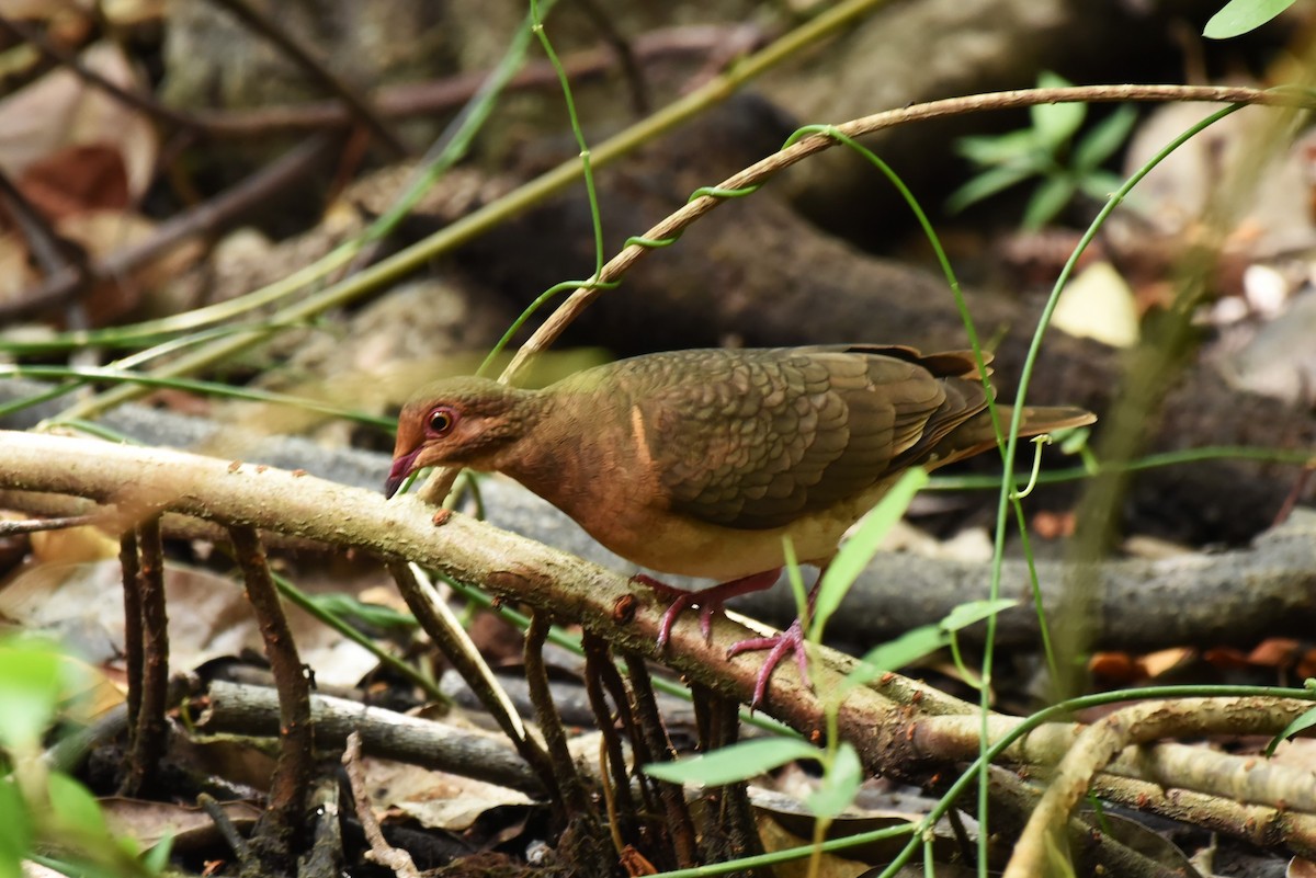 Ruddy Quail-Dove - Bruce Mast