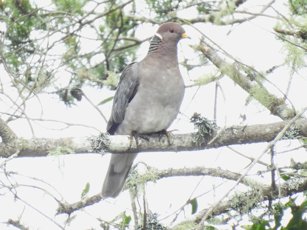 Band-tailed Pigeon - Tina Toth
