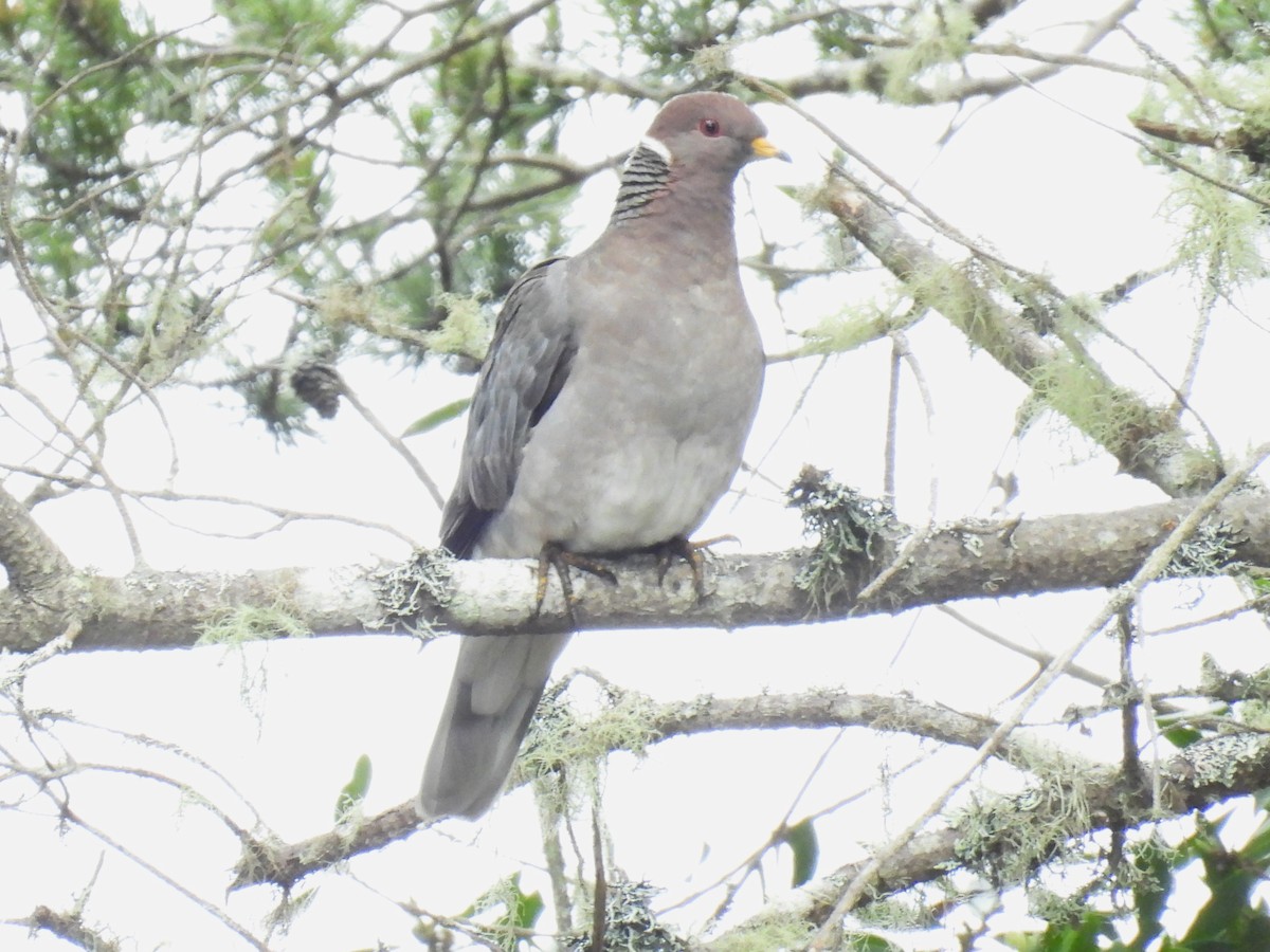 Pigeon à queue barrée - ML619603436