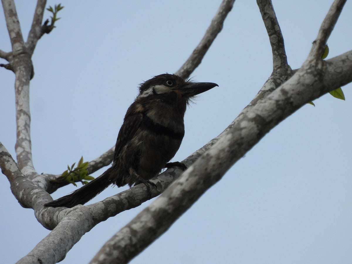 Russet-throated Puffbird - ML619603437