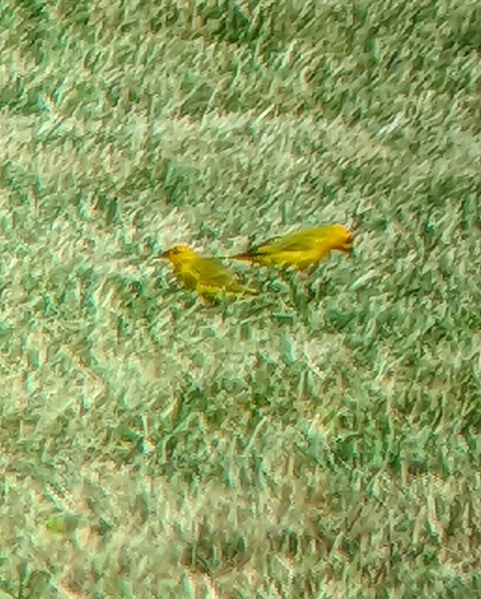 Saffron Finch - ML619603440