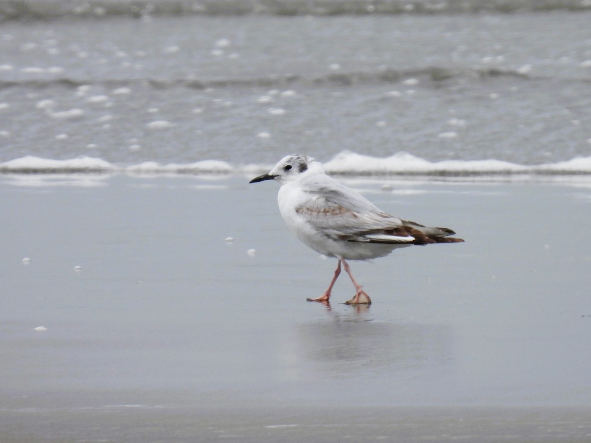 Bonaparte's Gull - Tina Toth