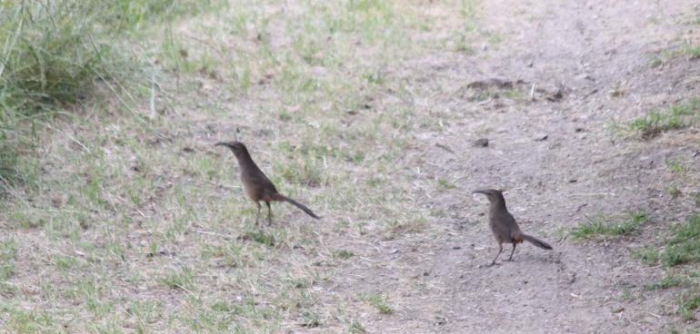 California Thrasher - Scott Smith