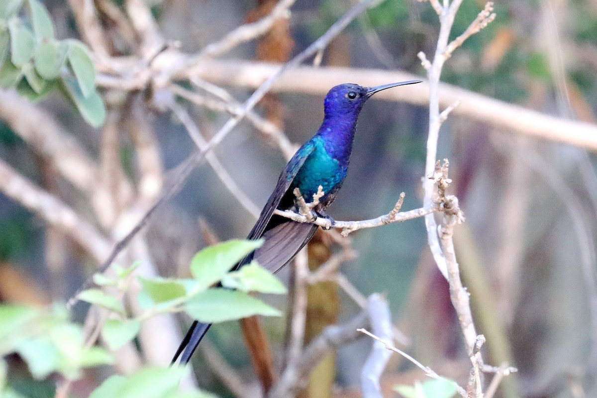 Swallow-tailed Hummingbird - ML619603447