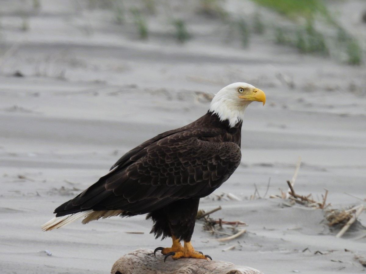 Bald Eagle - Tina Toth