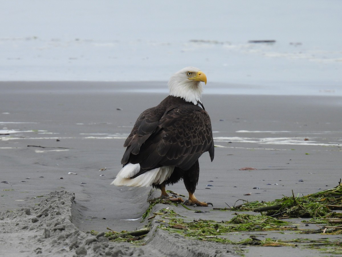 Bald Eagle - Tina Toth