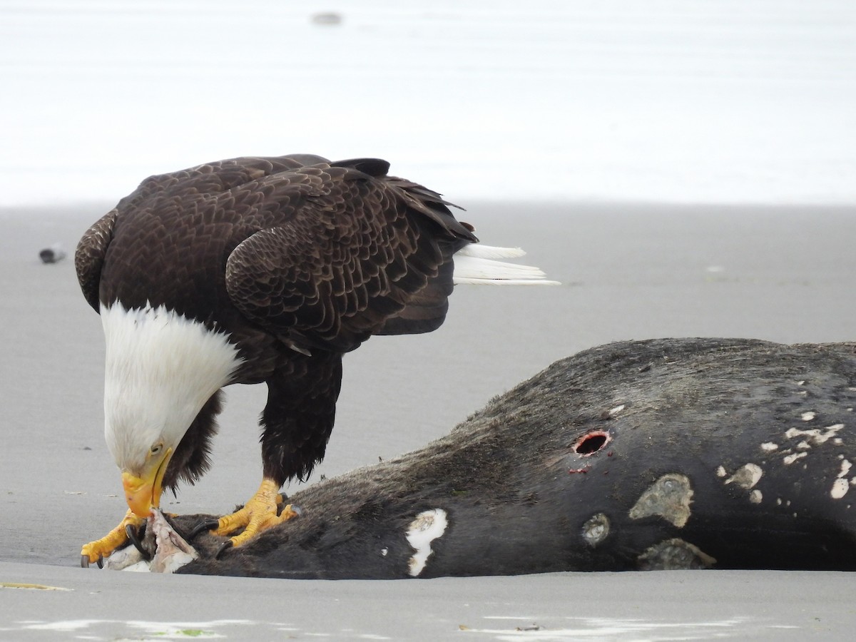 Bald Eagle - Tina Toth