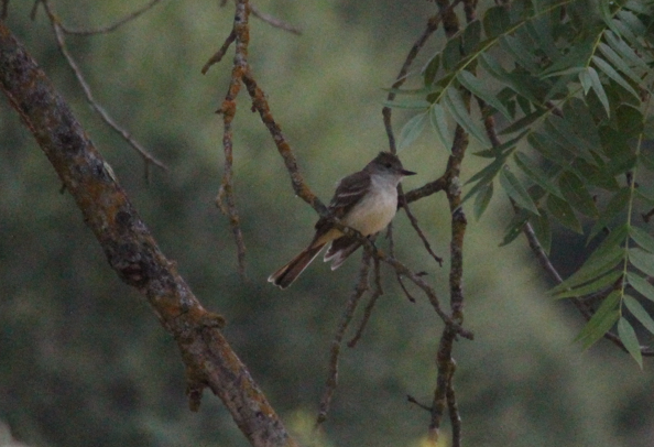 Ash-throated Flycatcher - Scott Smith