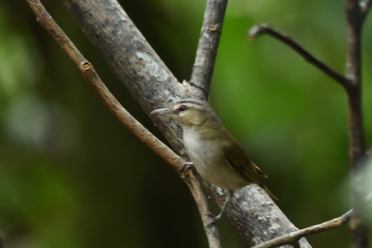 Red-eyed Vireo - Bruce Mast