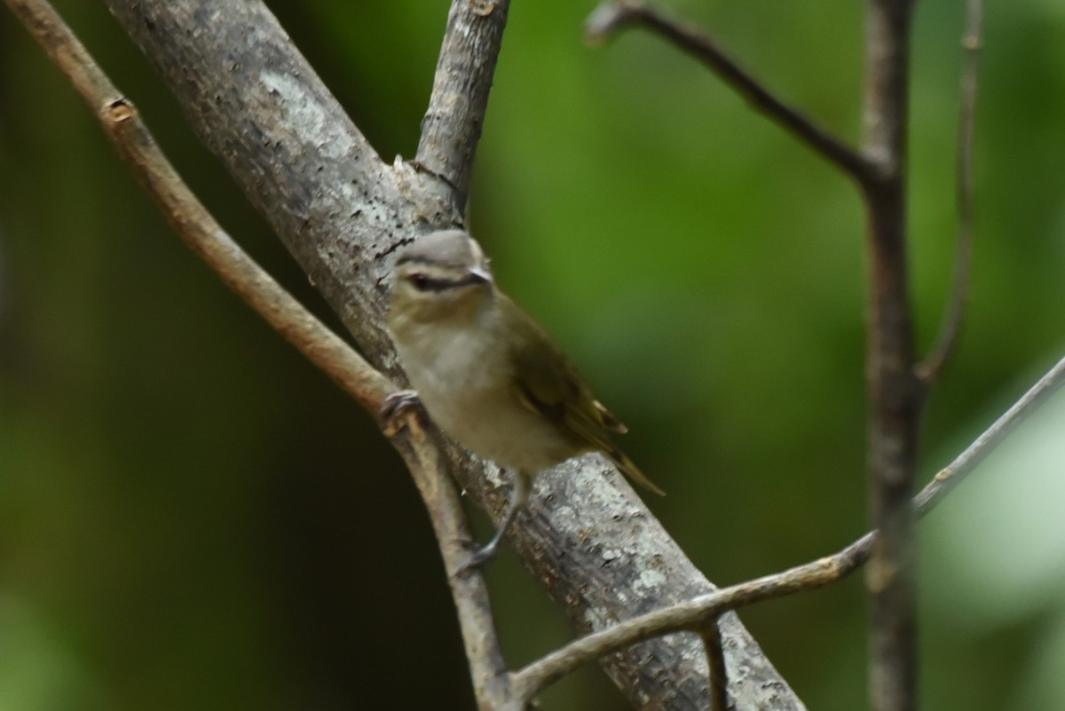 Red-eyed Vireo - Bruce Mast