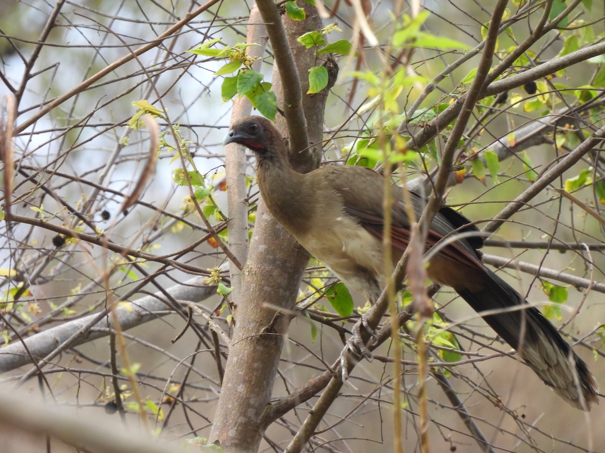 Chestnut-winged Chachalaca - ML619603470