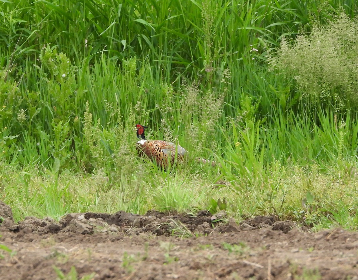 Ring-necked Pheasant - Amy Lyyski