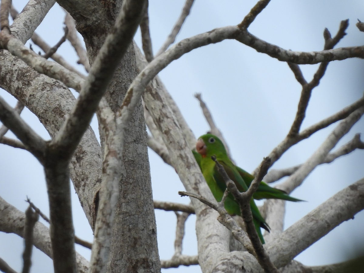 Orange-chinned Parakeet - Leandro Niebles Puello