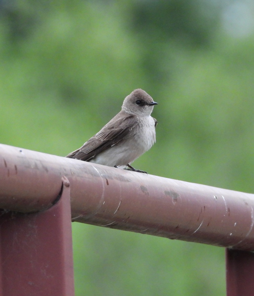 Northern Rough-winged Swallow - Amy Lyyski