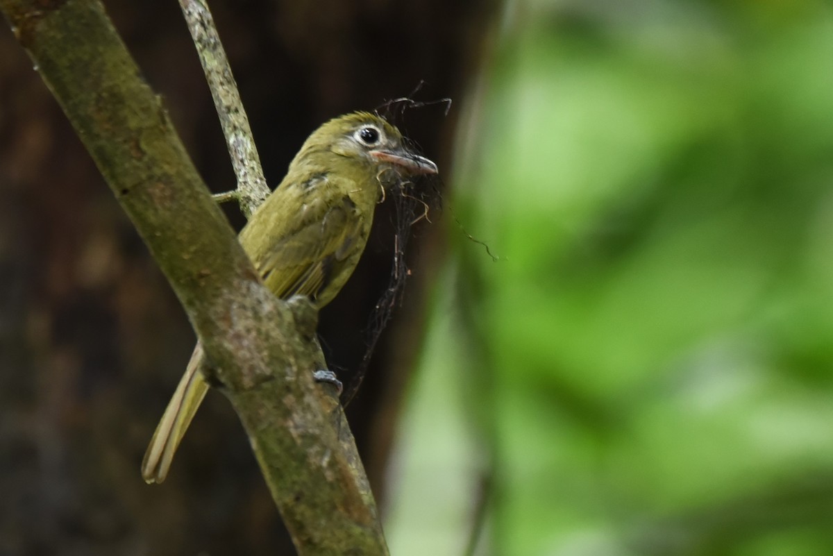 Eye-ringed Flatbill - Bruce Mast